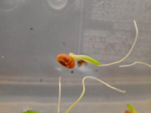 発芽したミズバショウの種