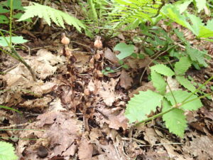 シャクジョウソウの果実