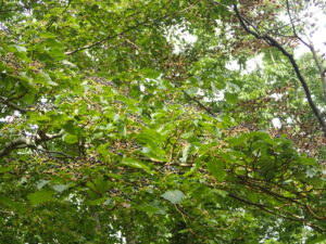 ミズキの黒い果実