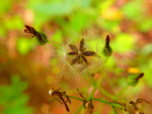 ヤマニガナの果実