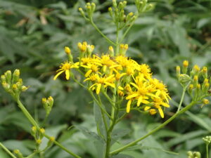 ハンゴンソウの黄色い花