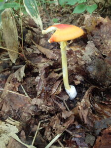 赤い傘のキノコ