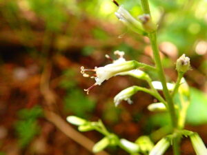ミミコウモリの花のアップ