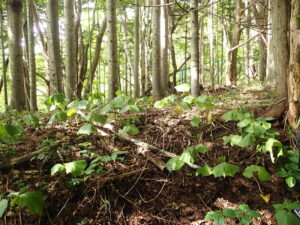 ミミコウモリの群生