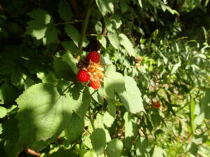エビガライチゴの果実