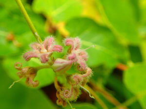 フワフワの毛が生えている桃色のガガイモの花