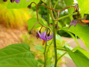マルバノホロシの下向きの紫色の花