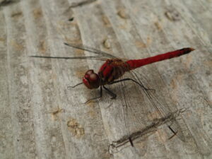 赤いトンボ