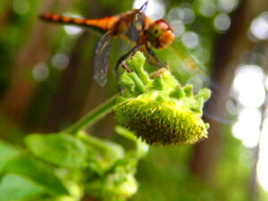 コヤブタバコの花の上にトンボが止まっている