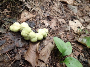 ごつごつした緑色の木の実