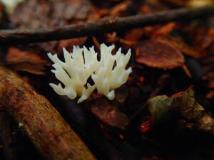 サンゴのような形のキノコ