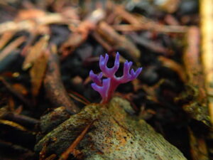 サンゴのような形のキノコ