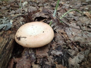 饅頭のような形のキノコ
