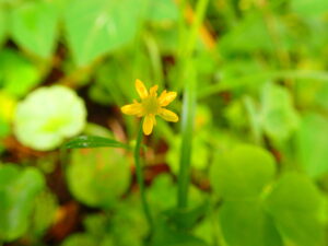 キツネノボタンの黄色い花