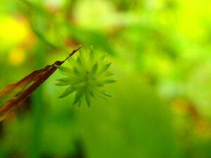 金平糖のような形の緑色の果実