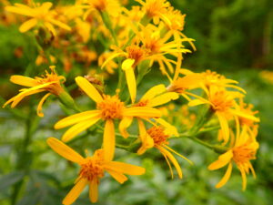 ハンゴンソウの黄色い花