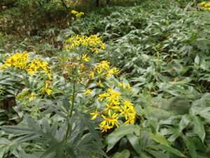 ハンゴンソウの黄色い花