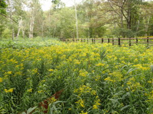 オオアワダチソウの黄色い花
