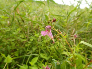 桃色のツリフネソウの花