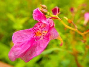 桃色のツリフネソウの花