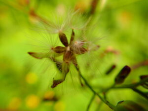 ヤマニガナの冠毛のついた種