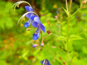 カリガネソウの紫色の花
