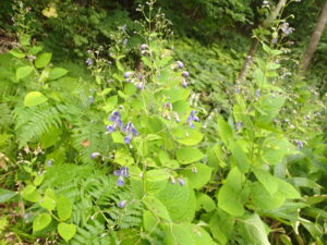カリガネソウの紫色の花