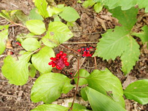 ヤマシャクヤクの赤い種