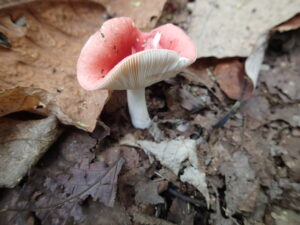 桃色のキノコ