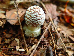 出てきたばかりのキノコ