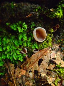 おわん型のキノコ