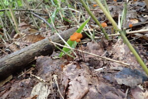 ランプシェードのような傘のキノコ