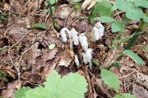 ギンリョウソウモドキ