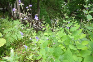 カリガネソウの紫色の花