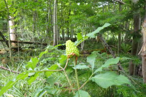 緑色の粒粒の集まった果実