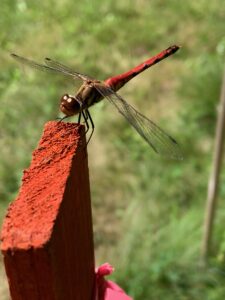 お腹の赤いトンボ