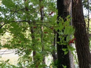 ナナカマドの濃い朱色の果実