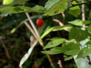 アクシバの赤い果実
