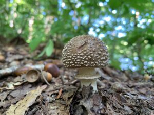 白いイボのついた褐色のキノコ