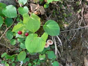 マイヅルソウの赤い果実