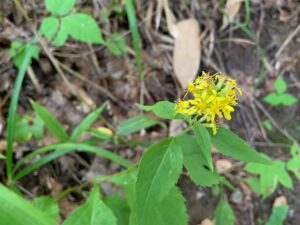 アキノキリンソウの黄色い花