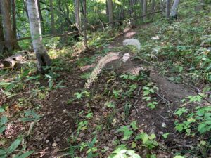 サラシナショウマの白い穂のような花