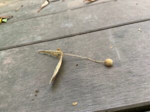 オオバボダイジュのまるい果実