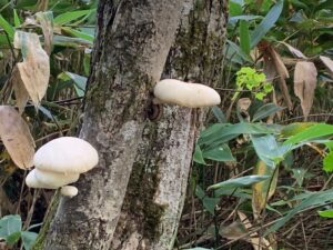 枯れ木についている白いキノコ