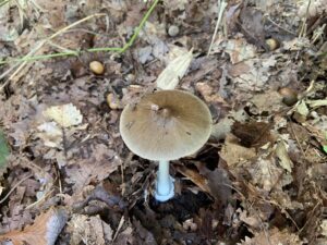 褐色の傘のキノコ