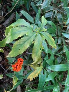 マムシグサの赤い果実