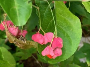 マユミの濃い桃色の果実