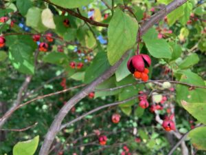 ツリバナの赤い果実