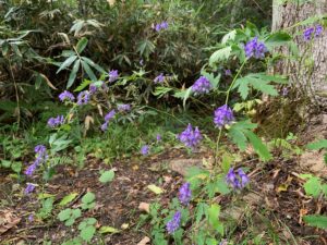 エゾトリカブトの紫色の花
