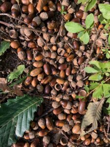 ミズナラのドングリ